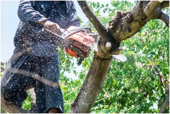 tree services Henry